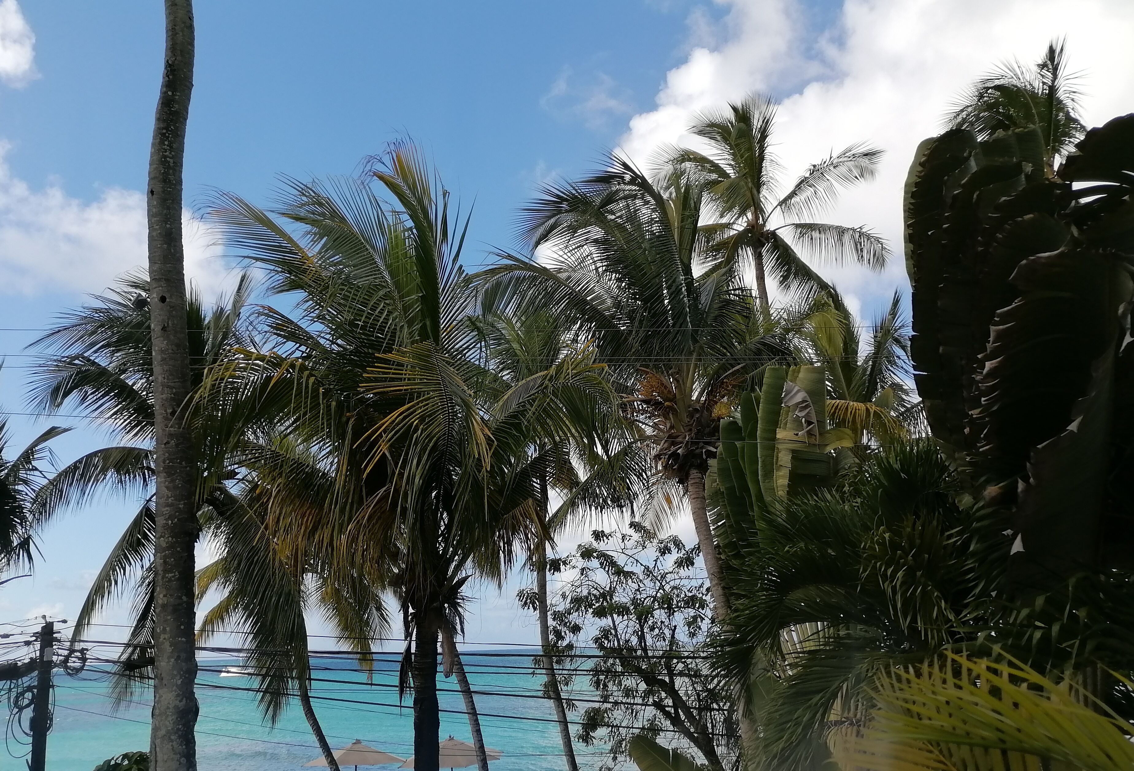 Een tropisch strand met palmbomen en een helderblauwe lucht.