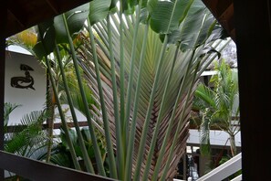 Garden - Go Las Galeras Inn (Las Galeras)