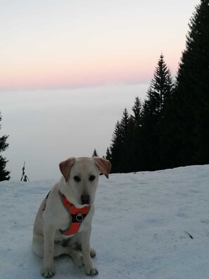 Ein Hund sitzt auf einer verschneiten Fläche, im Hintergrund ein Wald.