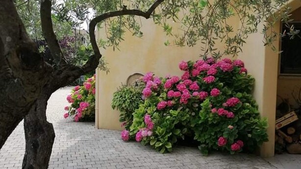 Ein gepflasterter Weg führt zu einem Gebäude mit einer beige gefärbten Wand und rosa Blumen.