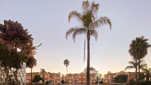 An outdoor dining setup with plates, cutlery, and a vase of flowers, overlooking a row of buildings and palm trees. - Solea Mare by Midelisa (oliva nova golf)