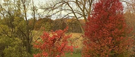 A grassy field with trees, some with red leaves, and a clear sky.