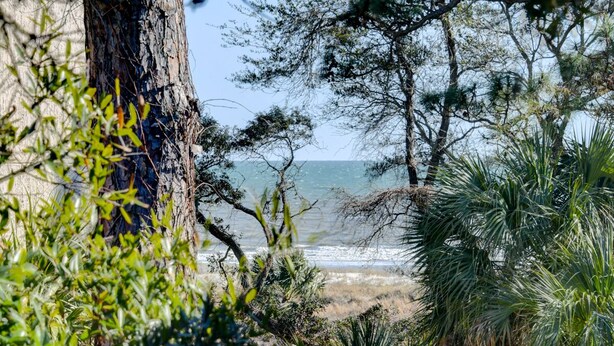 A coastal landscape with dense foliage and a view of the sea. - Totally remodeled Oceanfront Villa! New Owner! (Hilton Head Island)