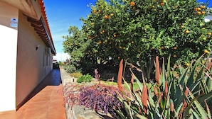 A building with a tiled walkway and a tree with orange fruits.