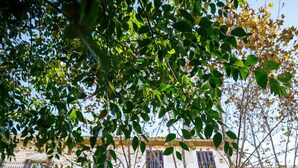 Un edificio de varios pisos con balcones, ventanas y un árbol en primer plano.