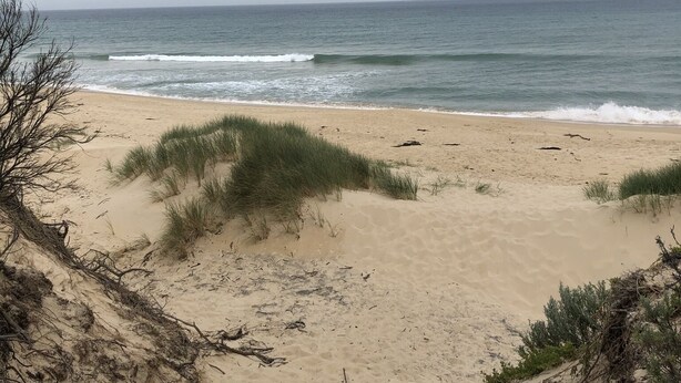 Une plage de sable avec une végétation clairsemée.