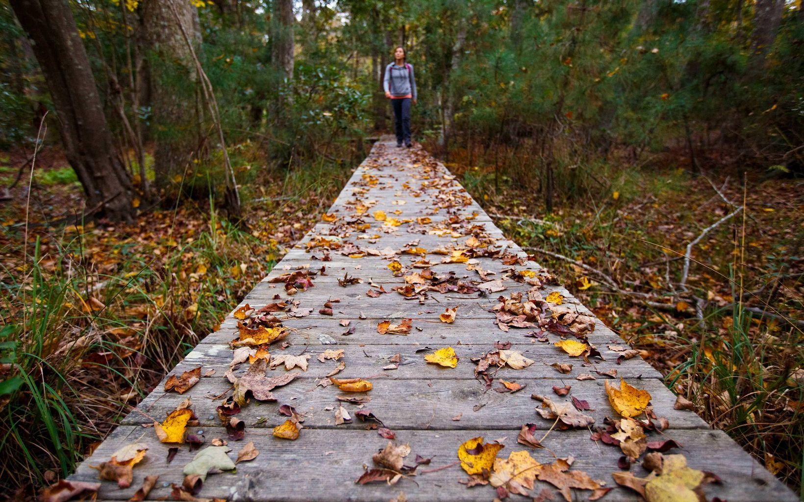 Une promenade en bois au cœur d’une forêt, jonchée de feuilles mortes.