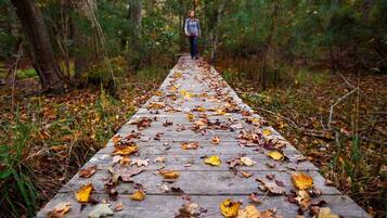 Une promenade en bois au cœur d’une forêt, jonchée de feuilles mortes.