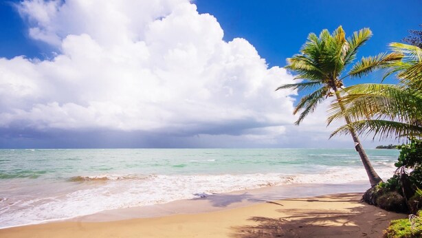 A beach with clear turquoise water, a sandy shore, and a palm tree. - Beachfront Paradise Resort Villa near San Juan (Rio Grande)