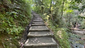 A stone staircase in a forested area.