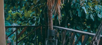 Blue Pepper Beds Sayulita - Hostel