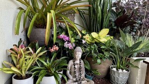 Variedad de plantas en macetas y una estatua de Buda en un jardín.