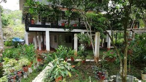 A garden with potted plants, a white building with a balcony, and a tree. - Remodeled house in Gamboa. Next to the Panama Canal, nature and tranquility. (Gamboa)