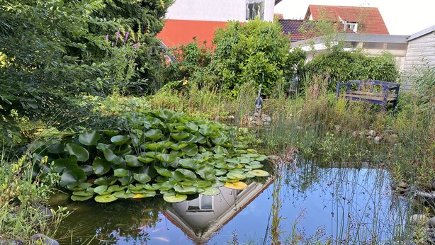 Ein Teich mit Seerosen und umgebendem Grün, eine hölzerne Bank und im Hintergrund ein Gebäude mit rotem Dach.