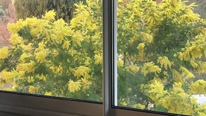 A window with a view of trees and a building.