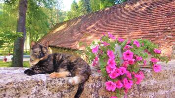 Enceinte de l’hébergement