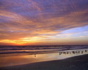A beach scene with a sunset, waves, and birds.