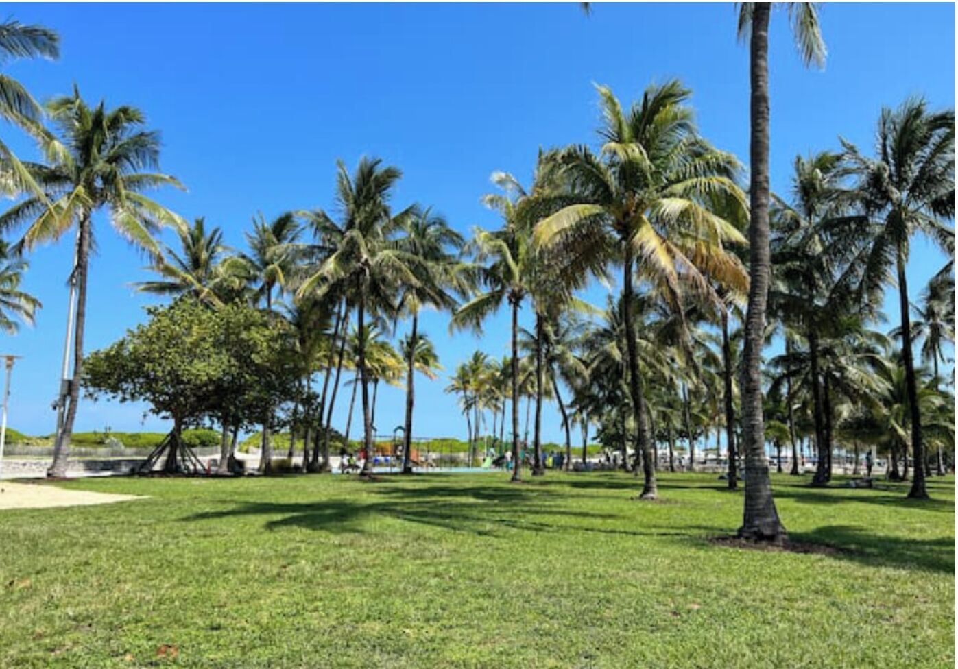 A grassy area with palm trees and a clear blue sky.