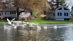 A residential area with houses, a pond, and swans. - Lakeside Quonset Hut, Cozy And Romantic (Paw Paw)