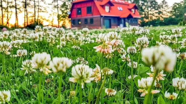 Un campo de flores de trébol con un edificio de techo rojo al fondo.