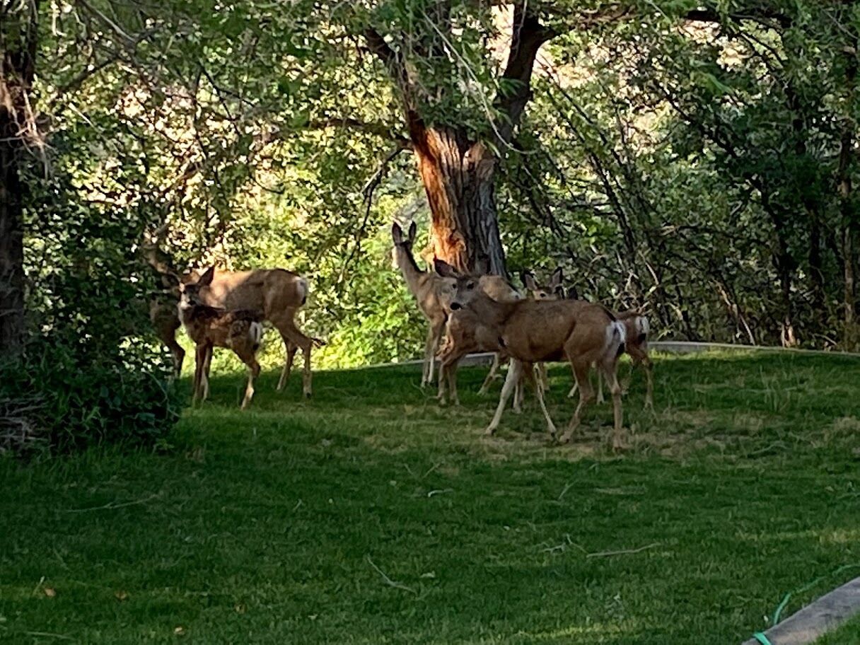 A group of deer in a grassy area with trees in the background.