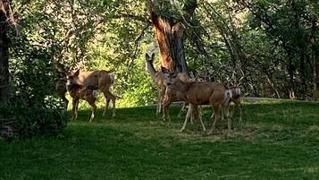 A group of deer in a grassy area with trees in the background.
