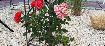 Comfortably furnished vacation home (75m²) in country house style in Greetsiel.