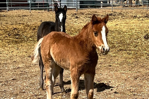 New baby foals- Ruby and Oreo just over the fence.