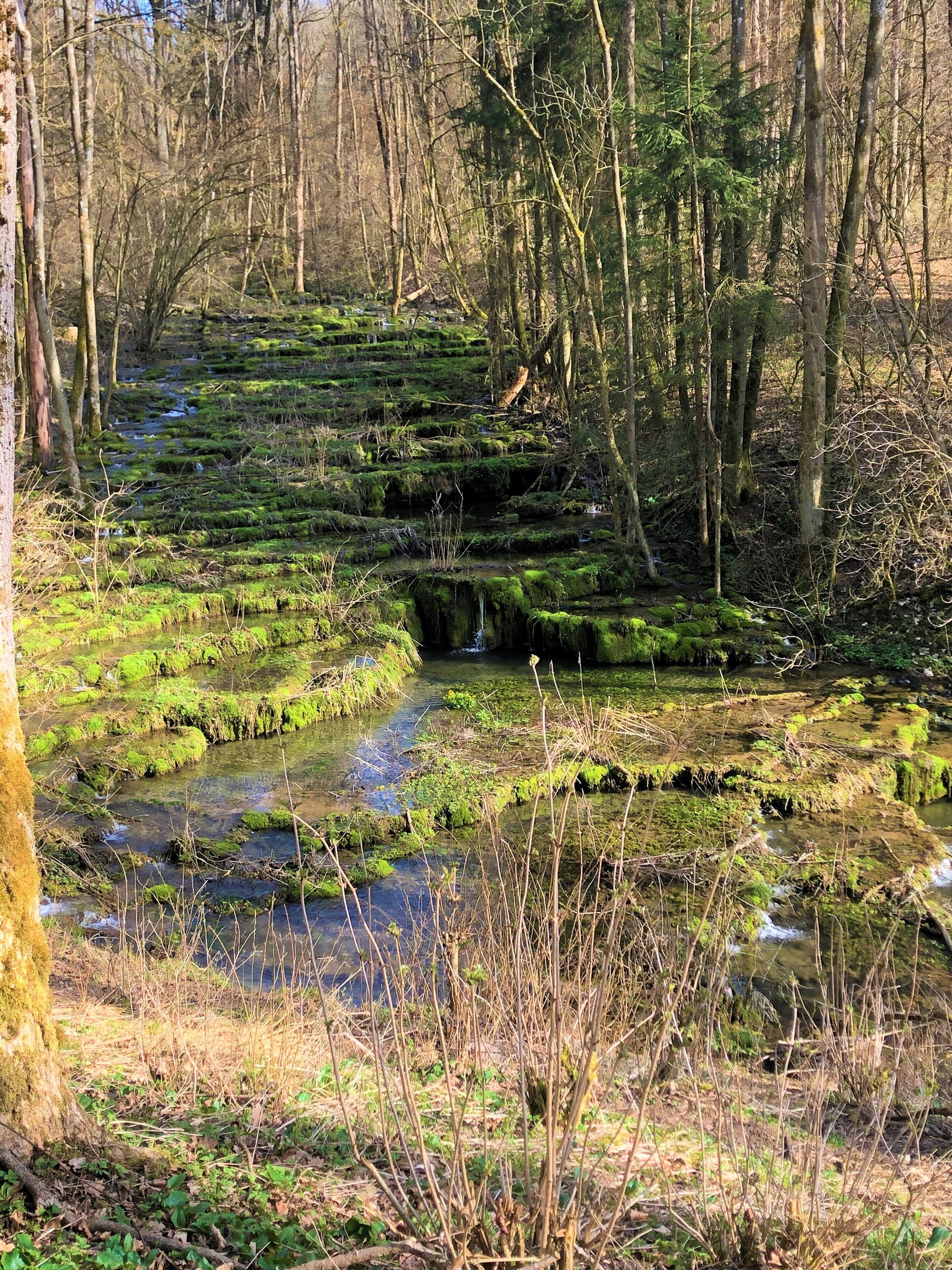 Een bebost gebied met een kleine beek en met mos begroeide trappen.