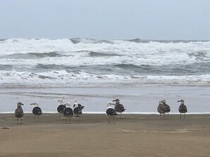 Beach nearby, sun-loungers