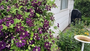 A white house with a garden featuring purple flowers and a birdbath. - ✽ Charming Cottage ✽ close to College/Town/Station (Wheaton)