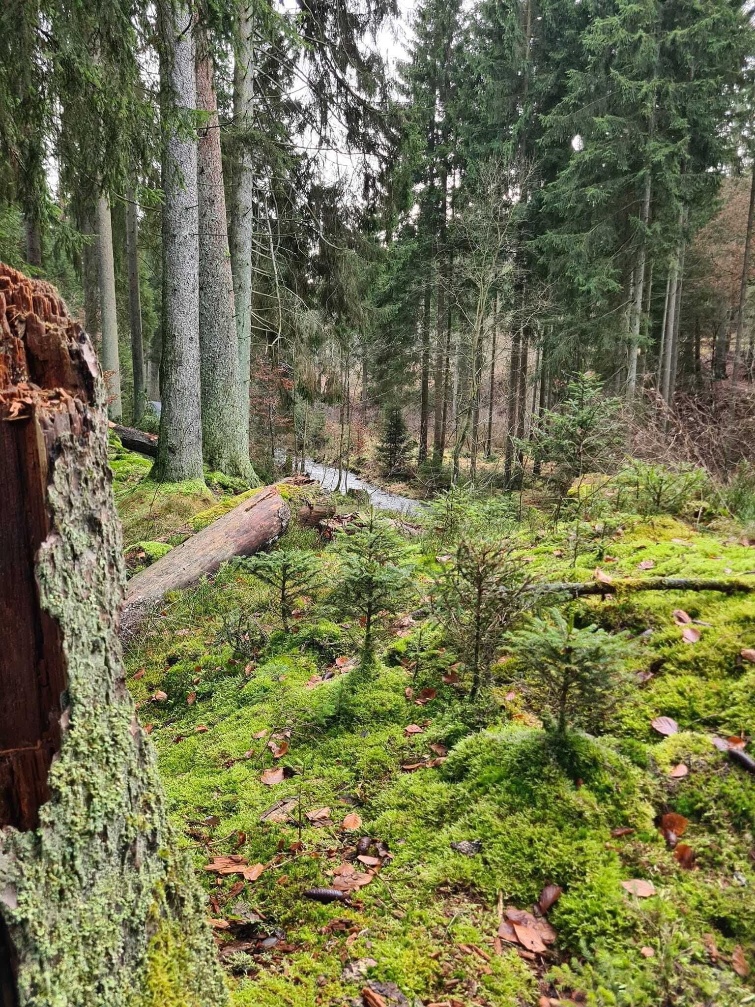 A forest with a fallen tree, moss-covered ground, and a stream.