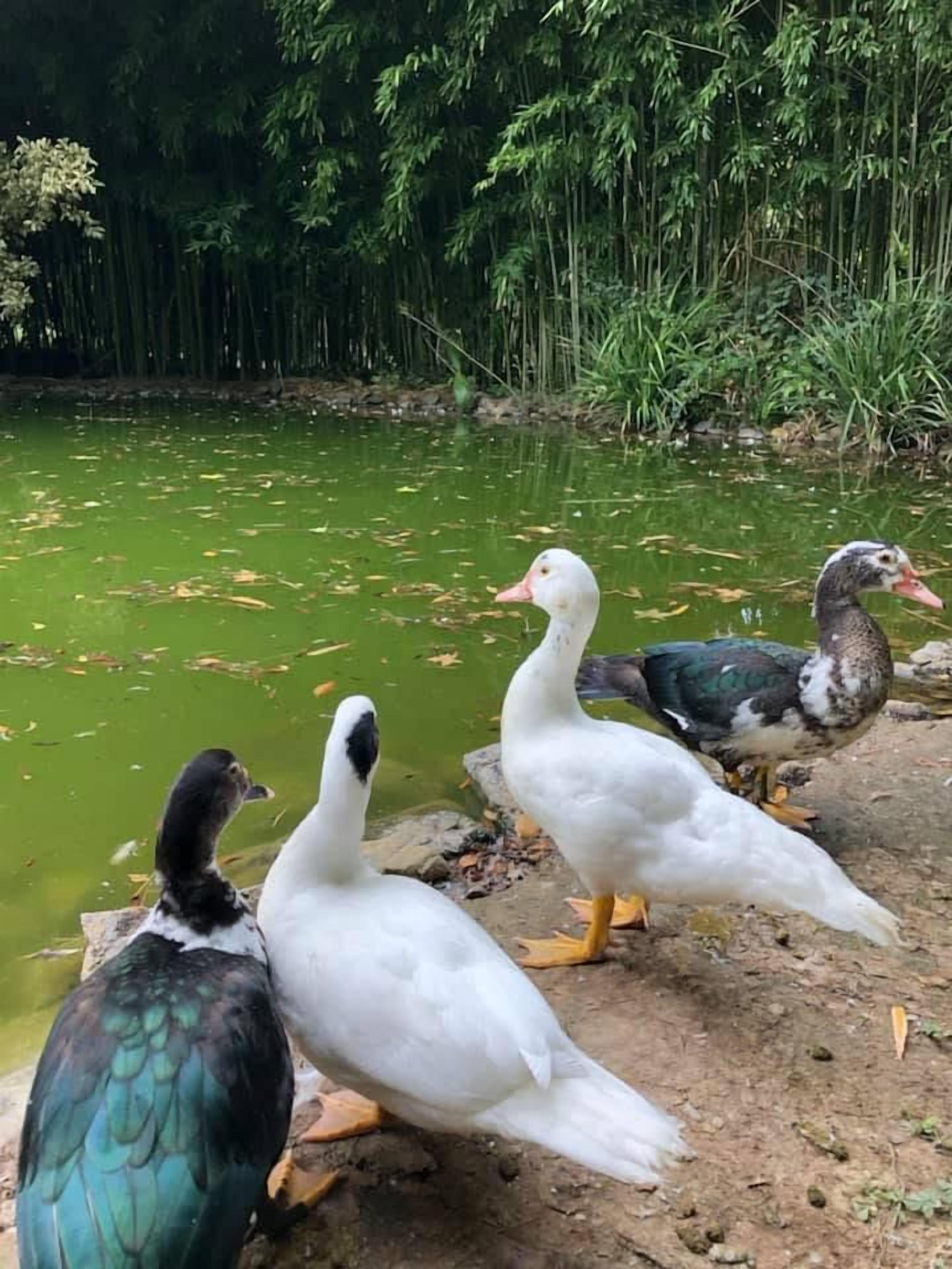 Un groupe de canards près d’un étang, entouré d’une dense forêt de bambous.