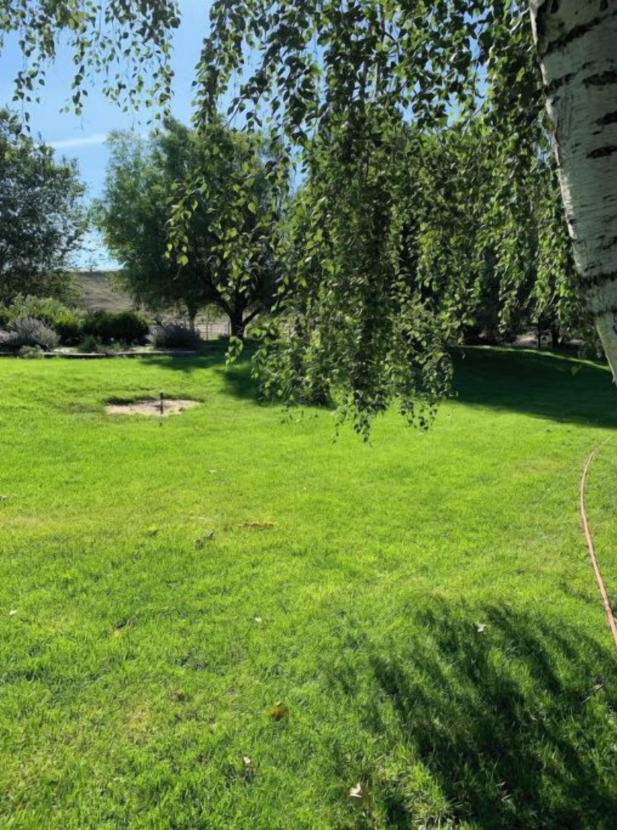 A grassy outdoor area with trees and a clear sky.