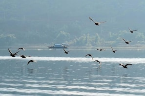 A body of water with birds flying over it and a boat in the distance.