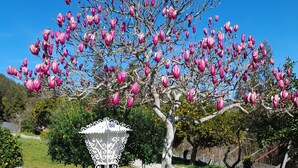 A tree with pink blossoms, a white metal lamp post, and a paved walkway.