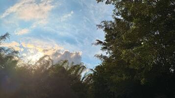 A pathway leading through a park with trees on either side and a clear sky above.