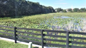 Een park met een vijver vol waterlelies, omringd door bomen en een houten hek.