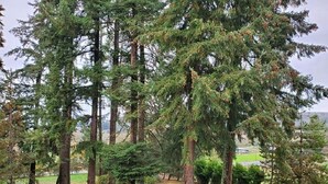 A forested area with tall trees and a grassy field. - Bunkhouse Dry Cabin Farm Rustic private secure (Lebanon)