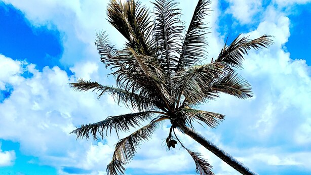 A beach with clear turquoise water, a palm tree, and distant islands. - Beautiful Beachside Bungalow (Kailua)