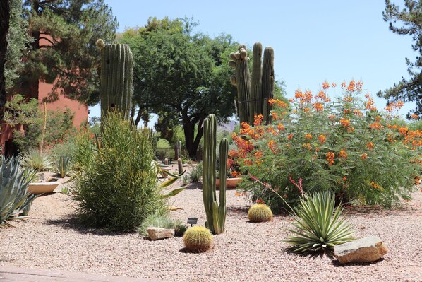 A desert garden with various cacti and flowering plants.