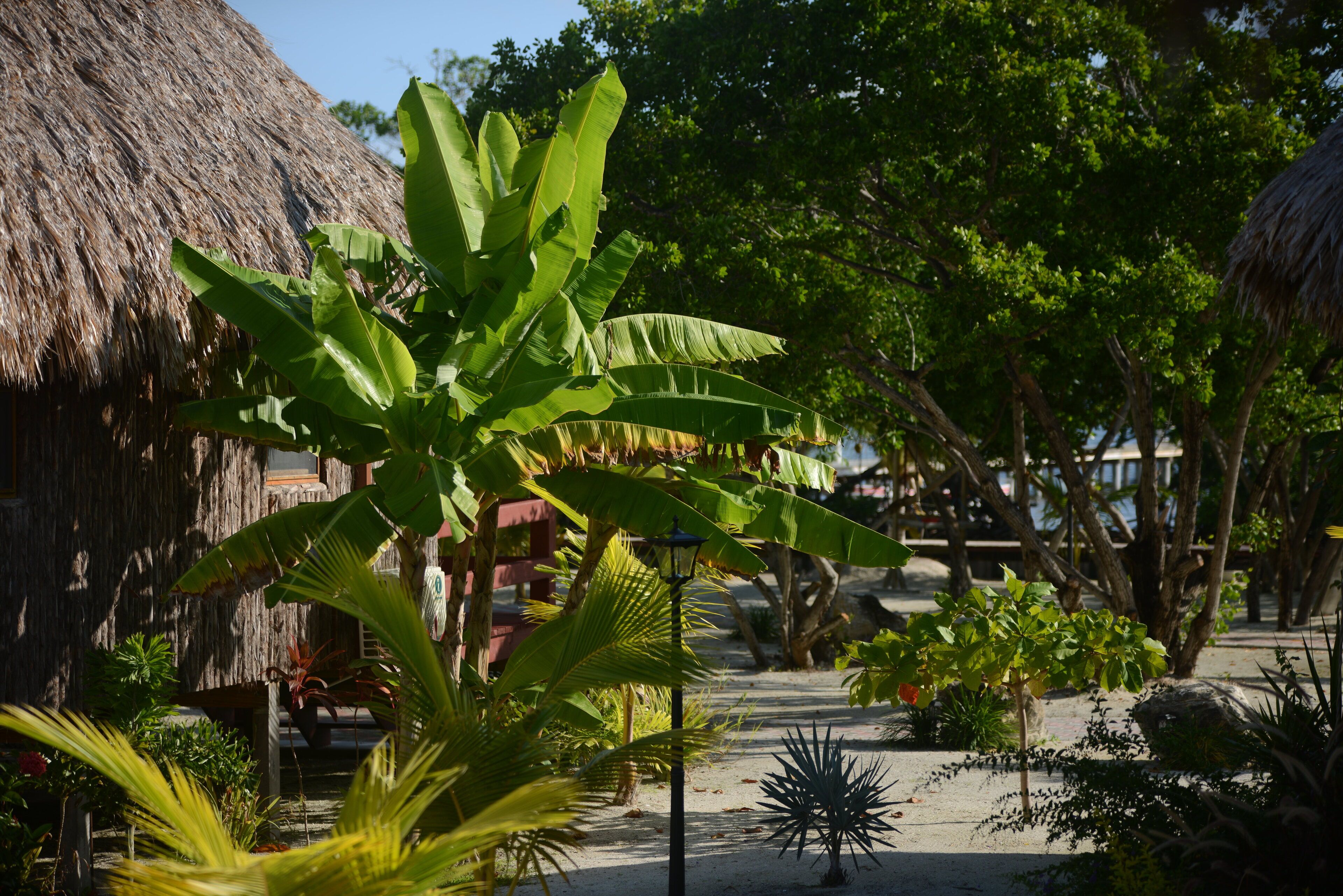 deluxe single room, 1 king bed, garden view | garden view