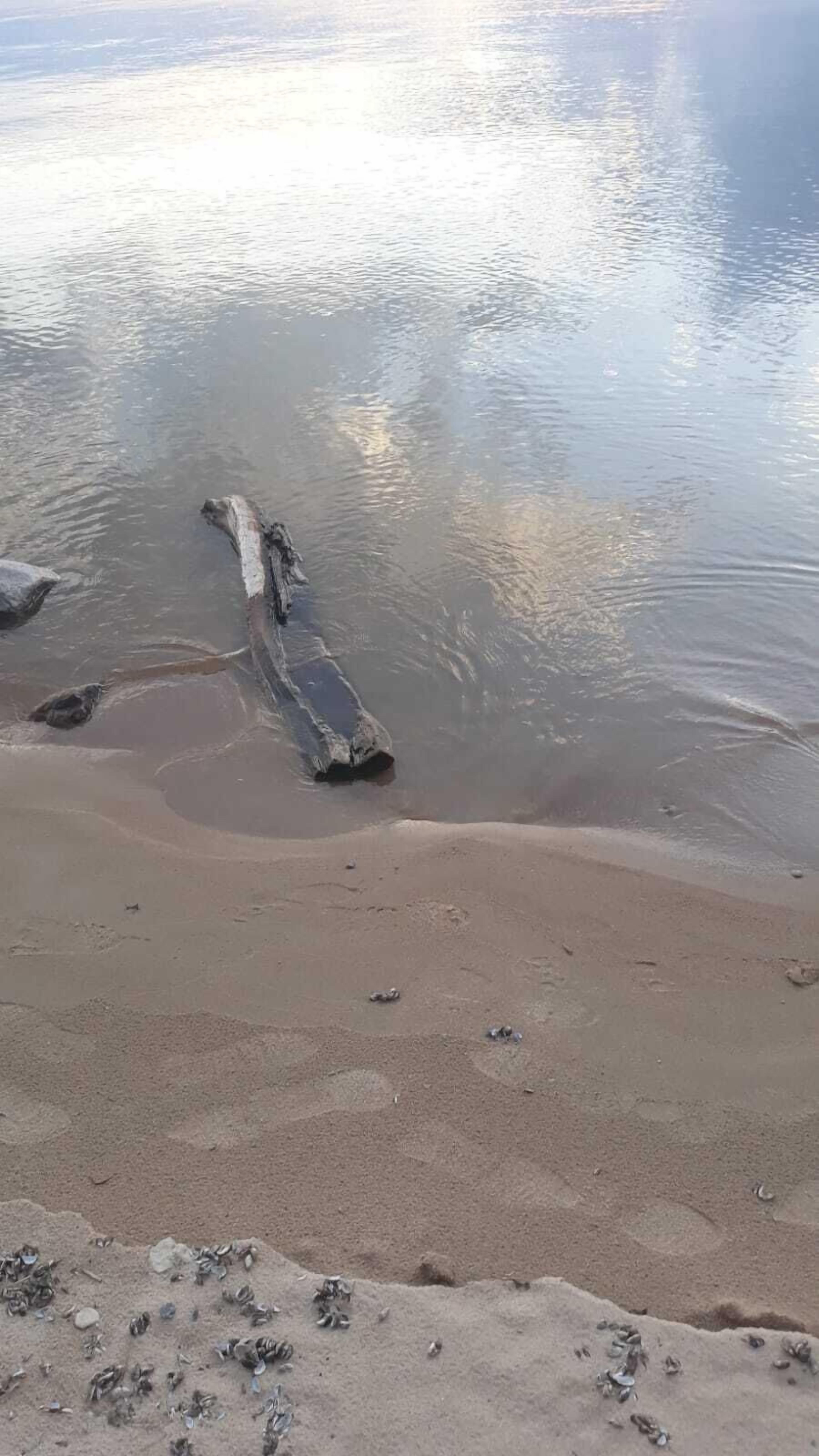شاطئ