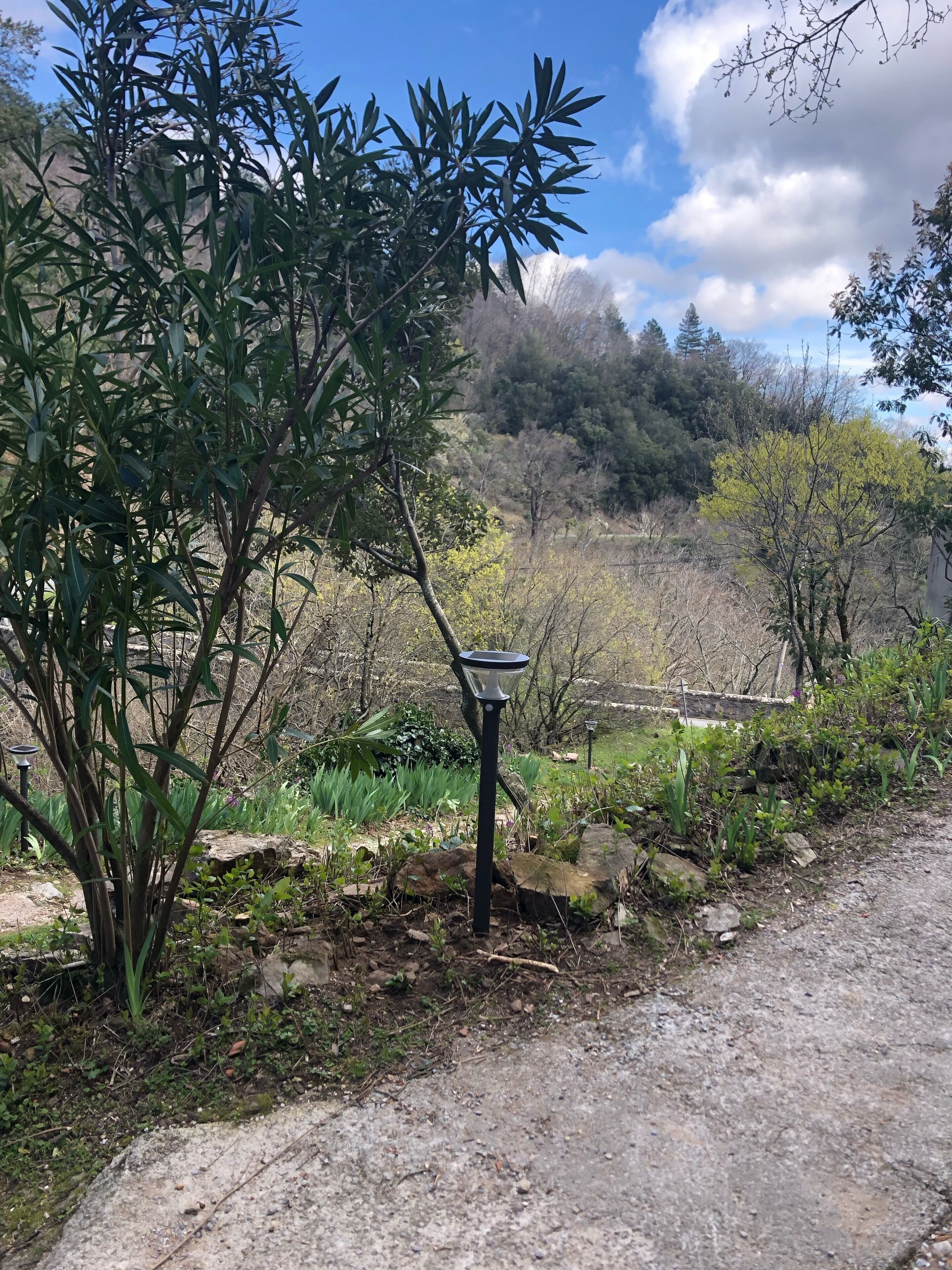 A garden with a variety of plants and a solar-powered light post.