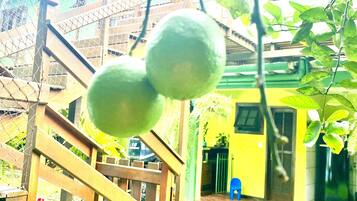 Smart TV 32 polegadas com canais digitais, TV