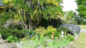 A garden with a variety of plants and flowers, including a large tree with yellow flowers and a bush with white flowers. - Chambres d'hôtes de l'île du saule (Saumur)