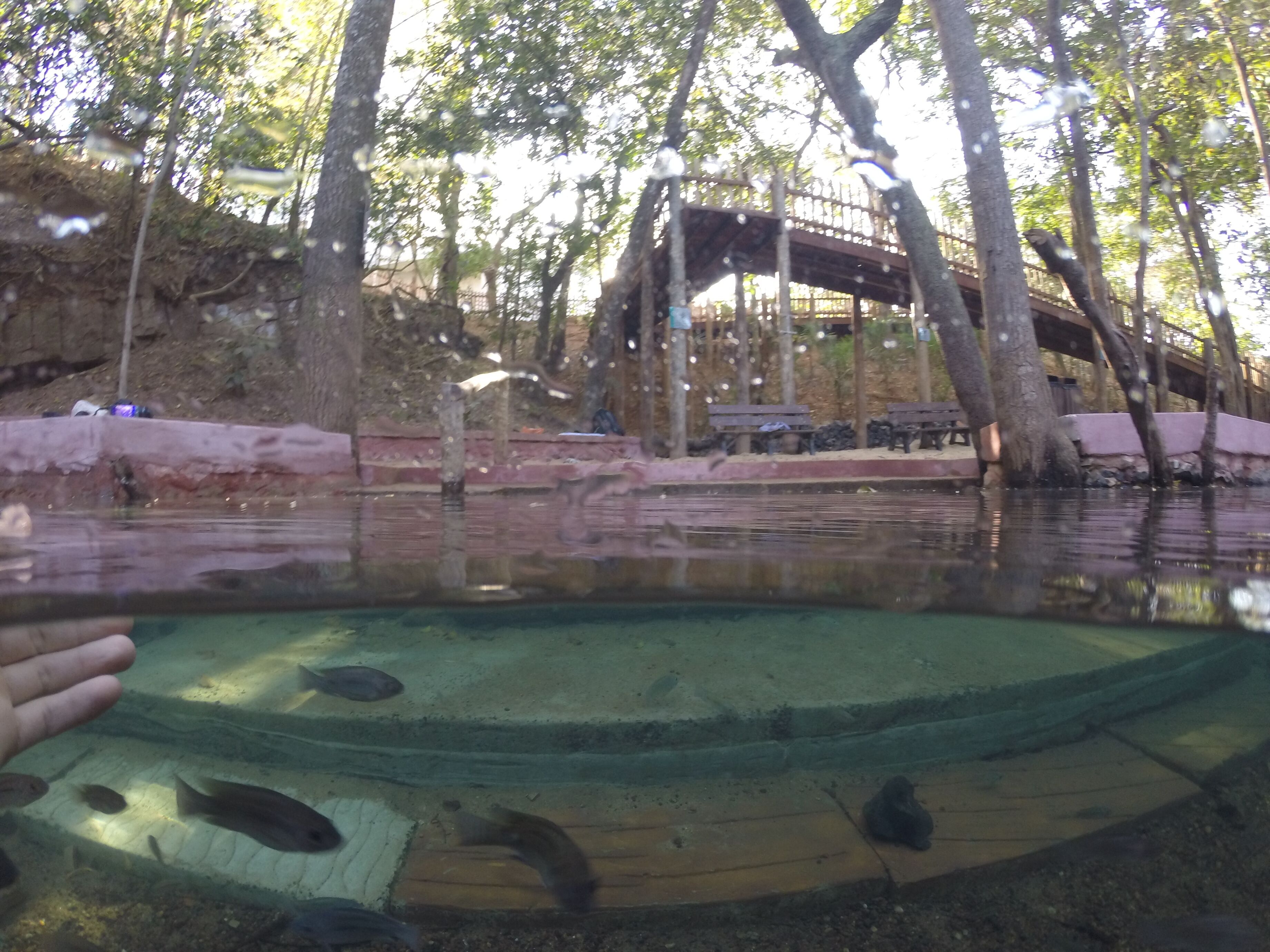 A transparent viewing area over a water body with fish, a wooden bridge, and a stone wall in the background.
