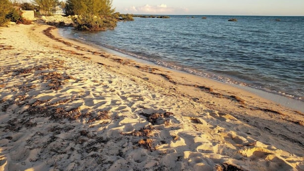 Une plage de sable fin bordée d’une eau claire, avec quelques plantes et une vue lointaine sur l’océan.