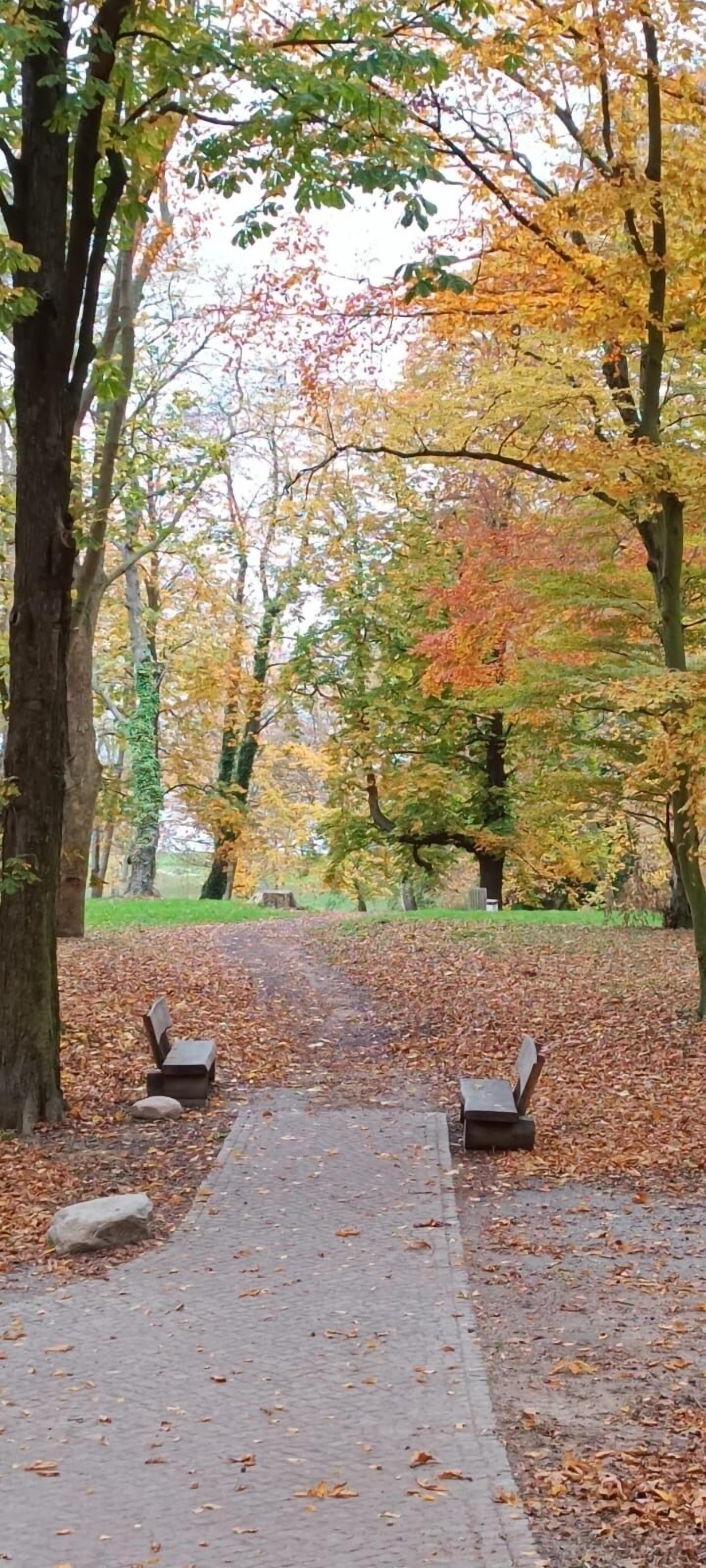 A pathway in a park with trees on either side, benches, and a clear sky.