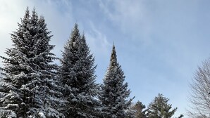Un parc enneigé, avec de grands arbres à feuilles persistantes et un ciel dégagé.